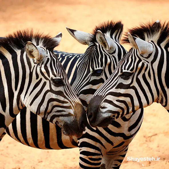 The Zebras’ long walk across Africa